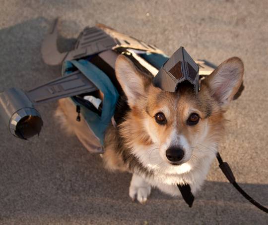 Serenity Corgi