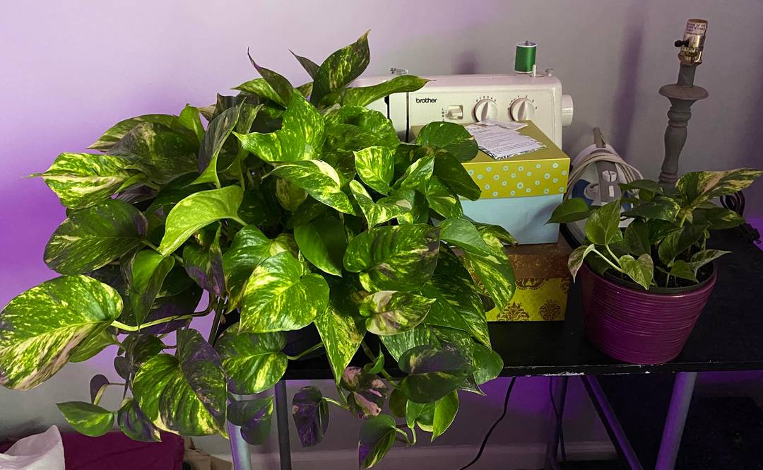 Sewing machine for scale.