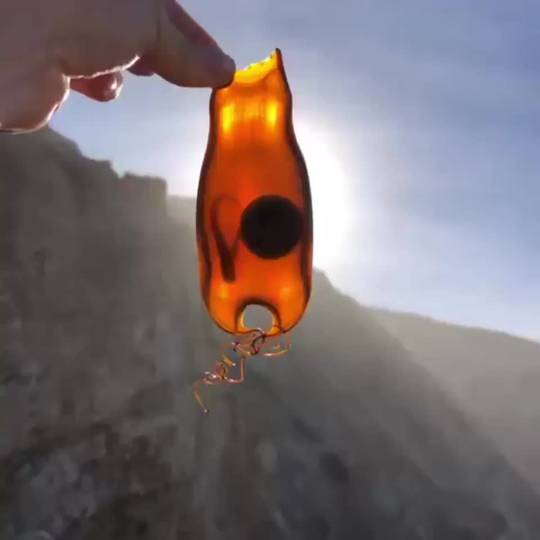 Shark egg case that washed ashore with a alive embryo inside