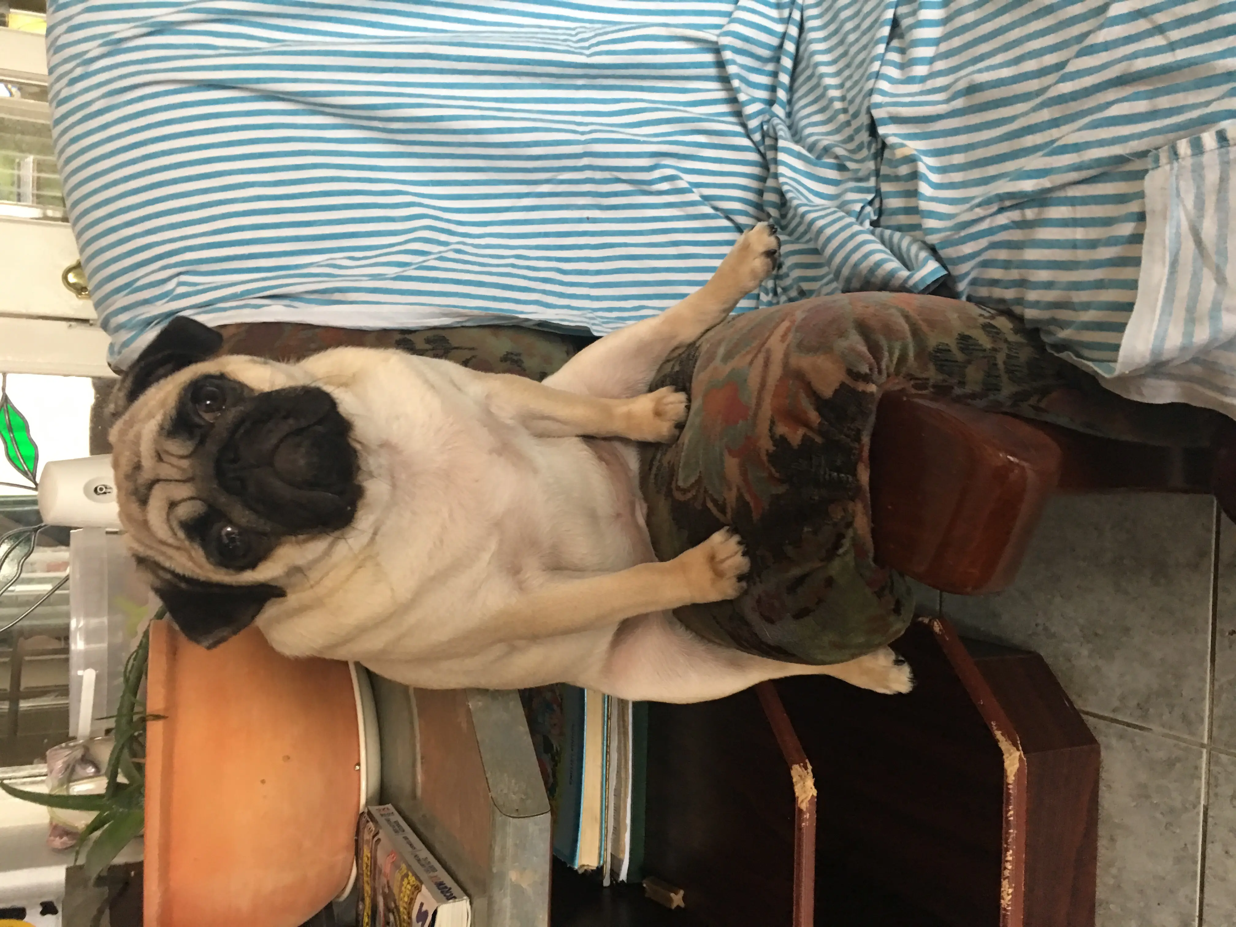She has the whole sofa but chooses to ride the armchair