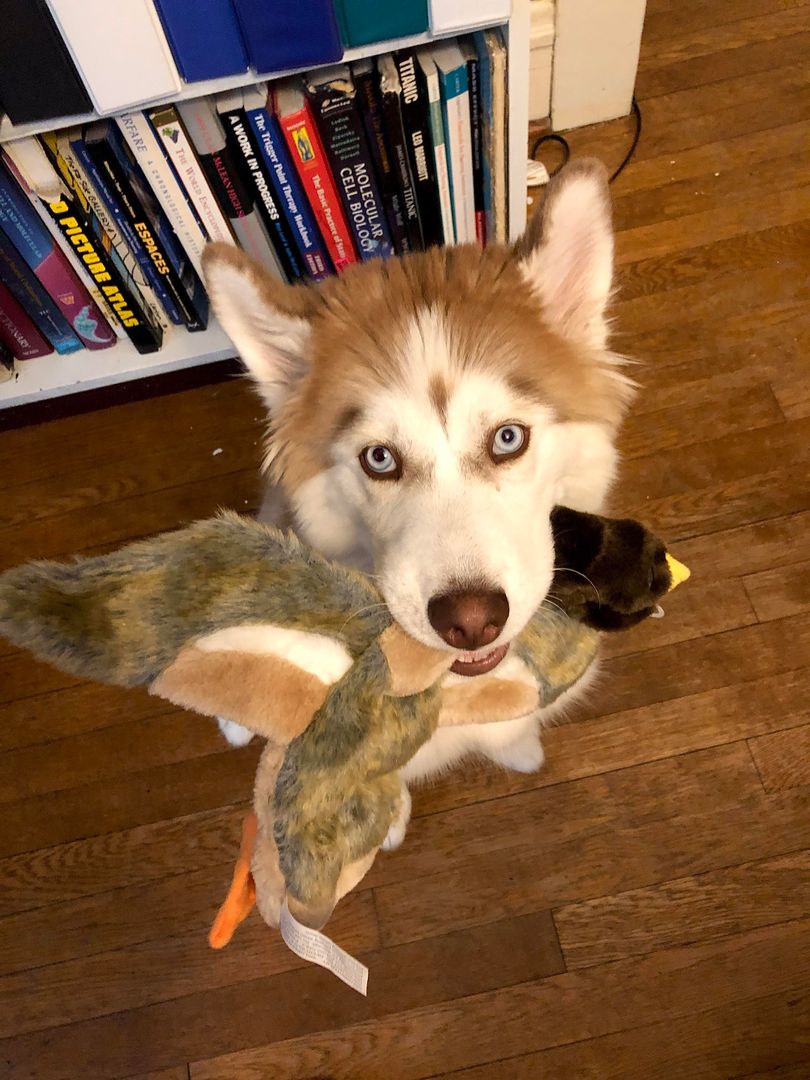 She loves stuffed animals