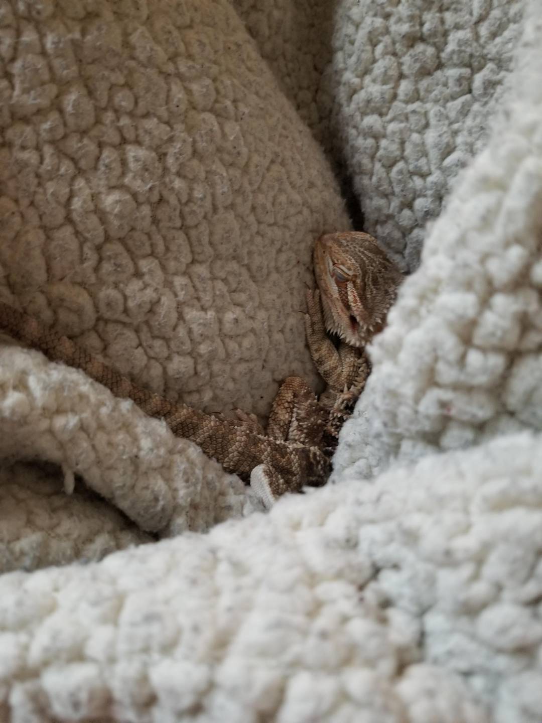 She'd make a terrible dinosaur