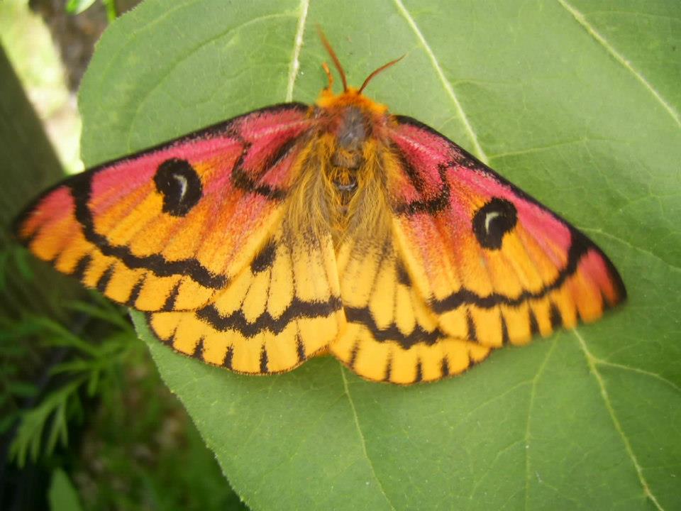 Sheep Moth