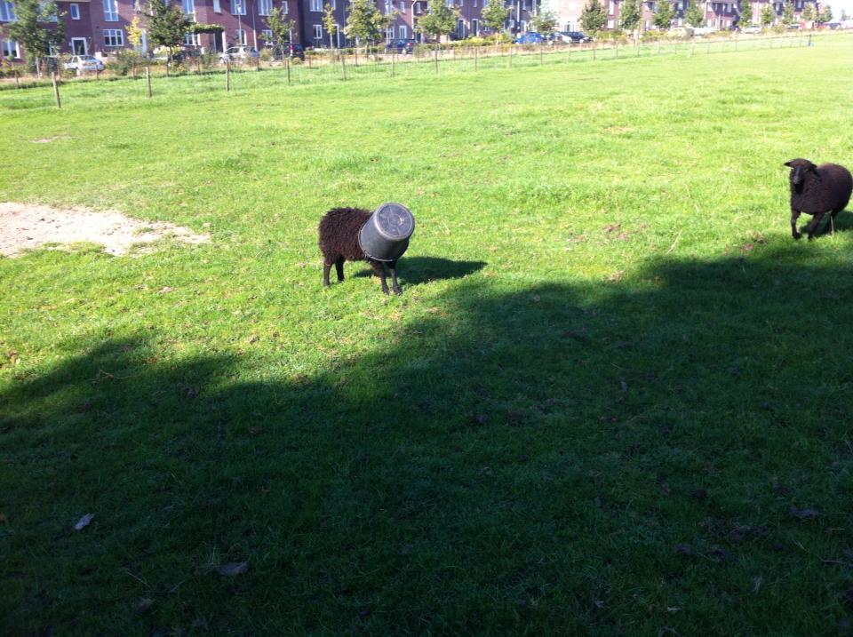 Sheep stuck with a bucket on his head