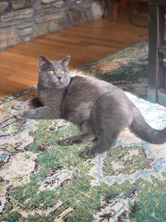 Shelter cat turned spoiled cat