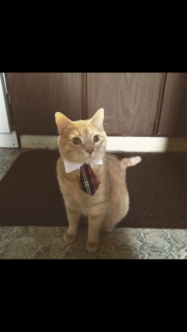 Simba prepping me for my interview.