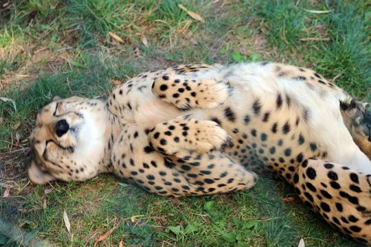 Sleeping Cheetah