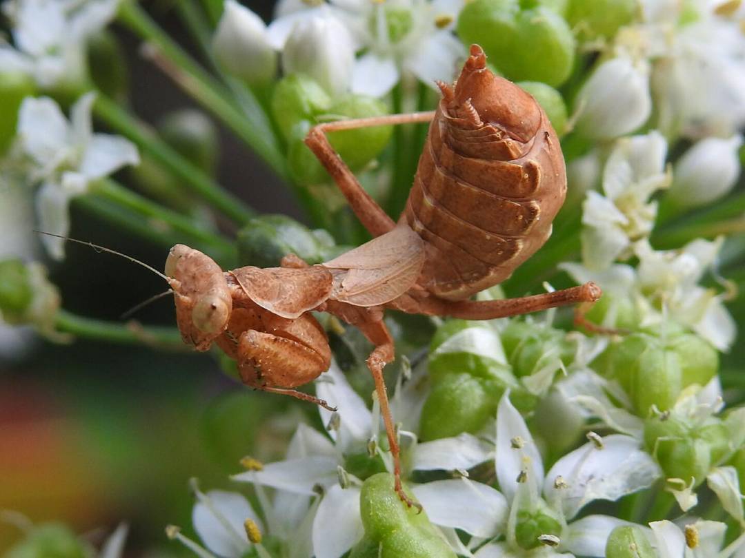 Small and quite unusual Mantis from italy