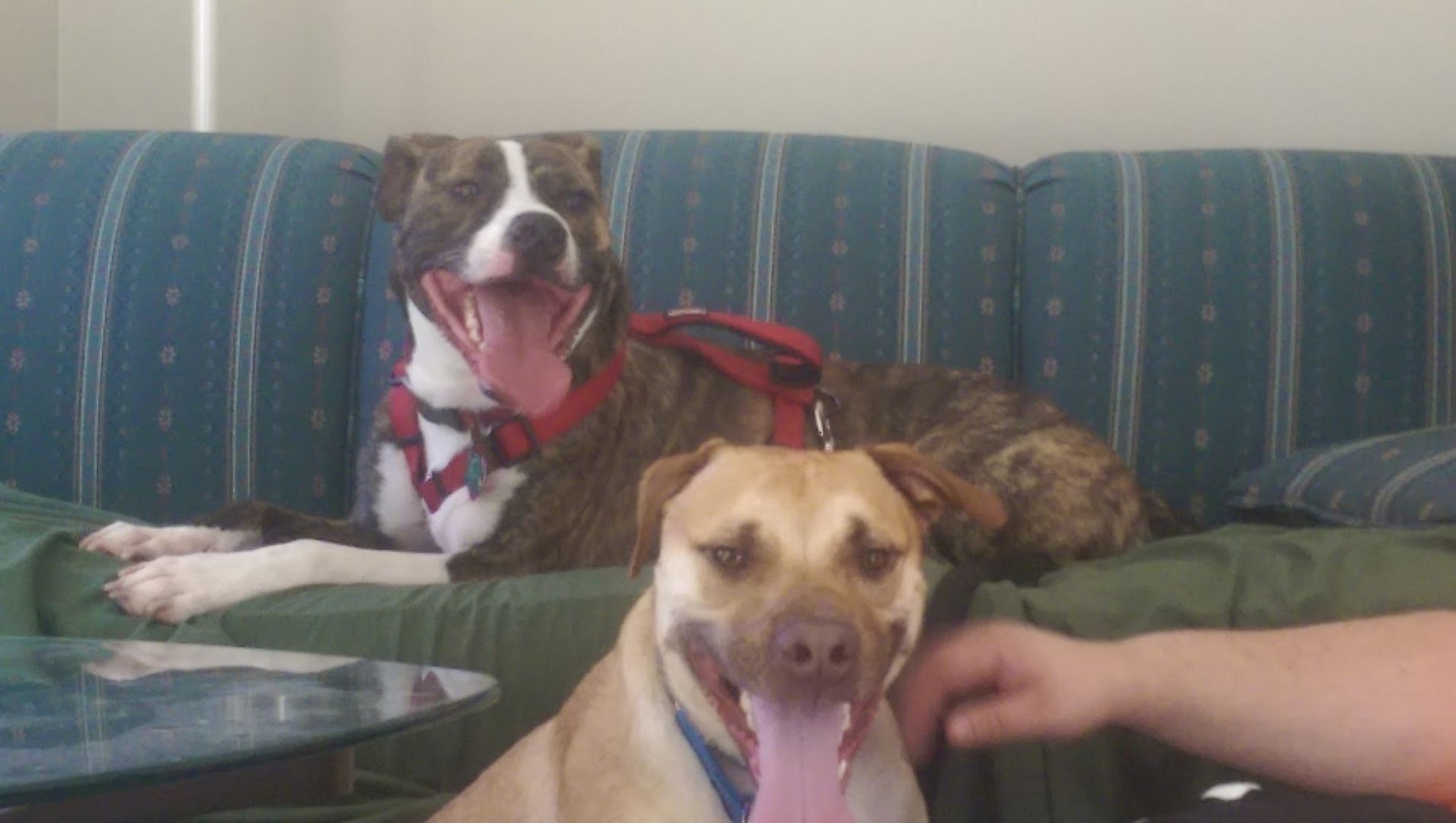 Smiling after a good playtime.