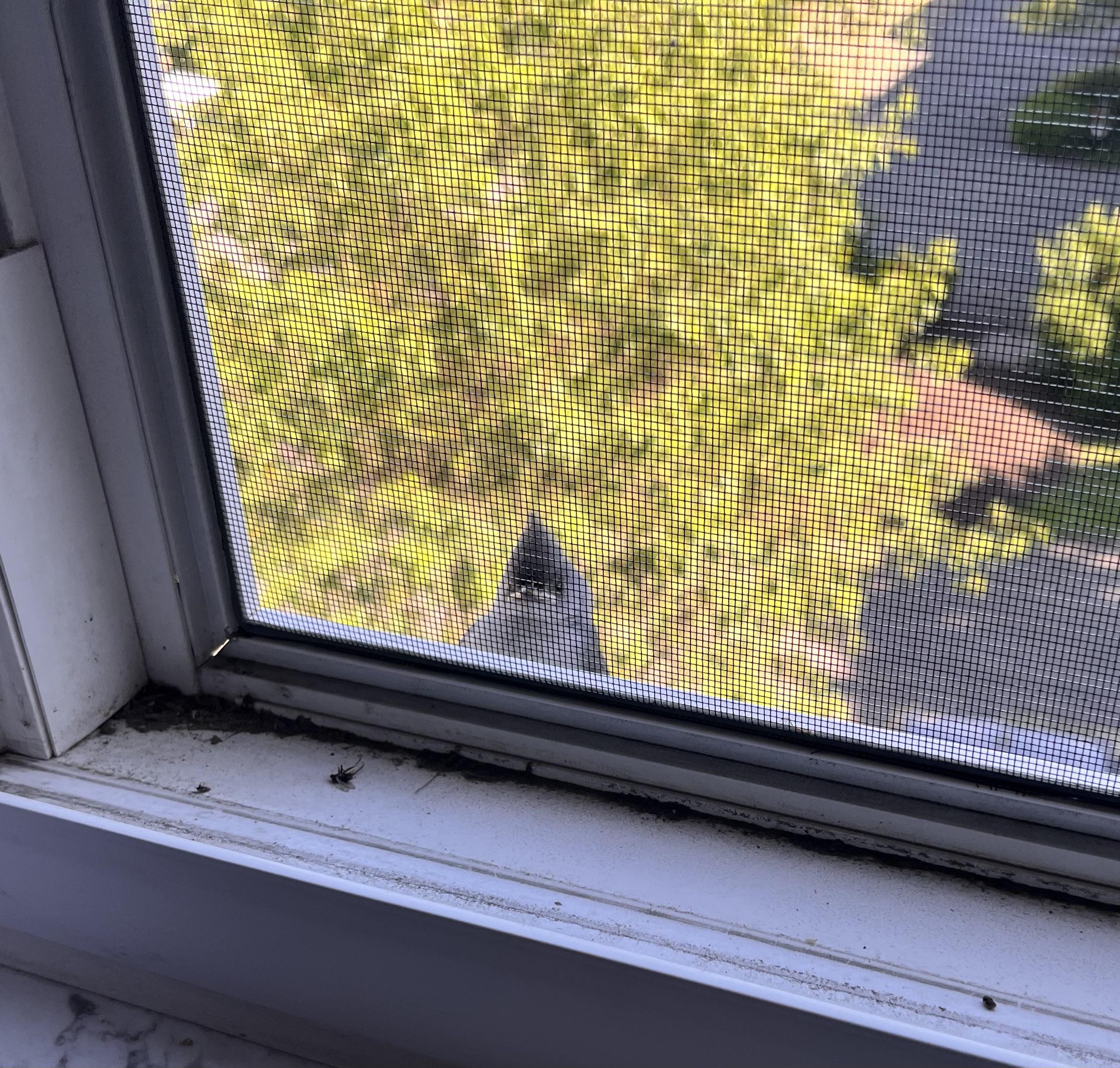 Smol friend chirped in my window for 5 minutes before moving along to its next stop