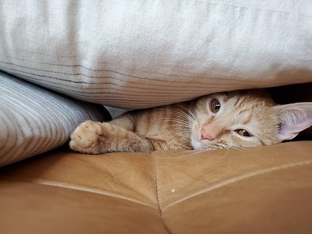 Smoosh nap time!