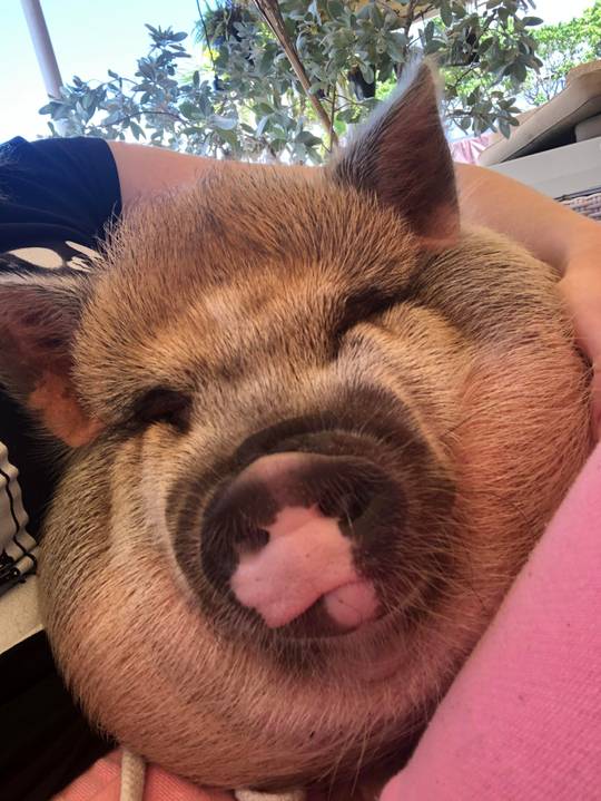 Smooshy face