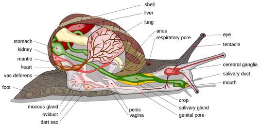 Snail Cross Section [1267x611]