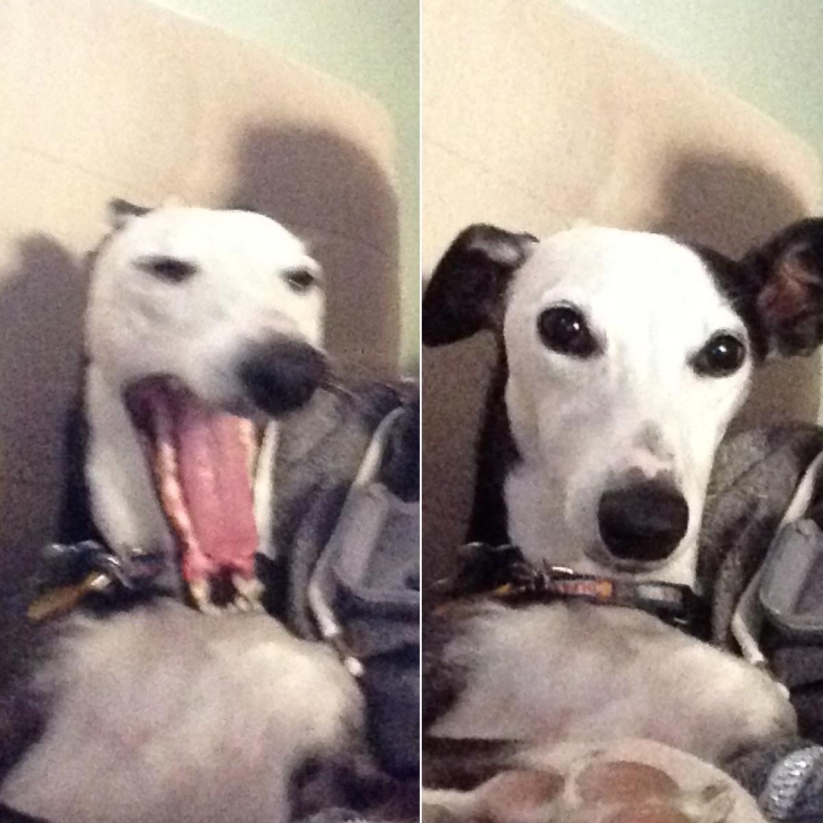 Snapped a picture of our whippet yawning. She seems offended by the intrusion....