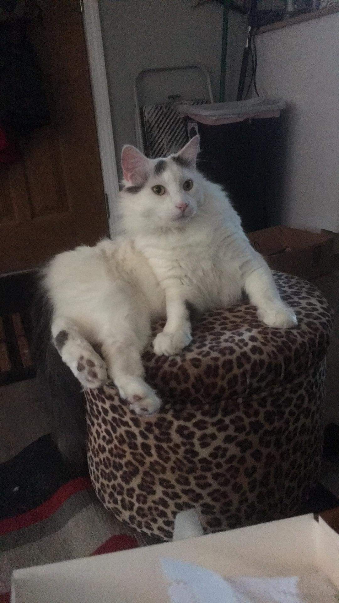 Snapped finger during self grooming session