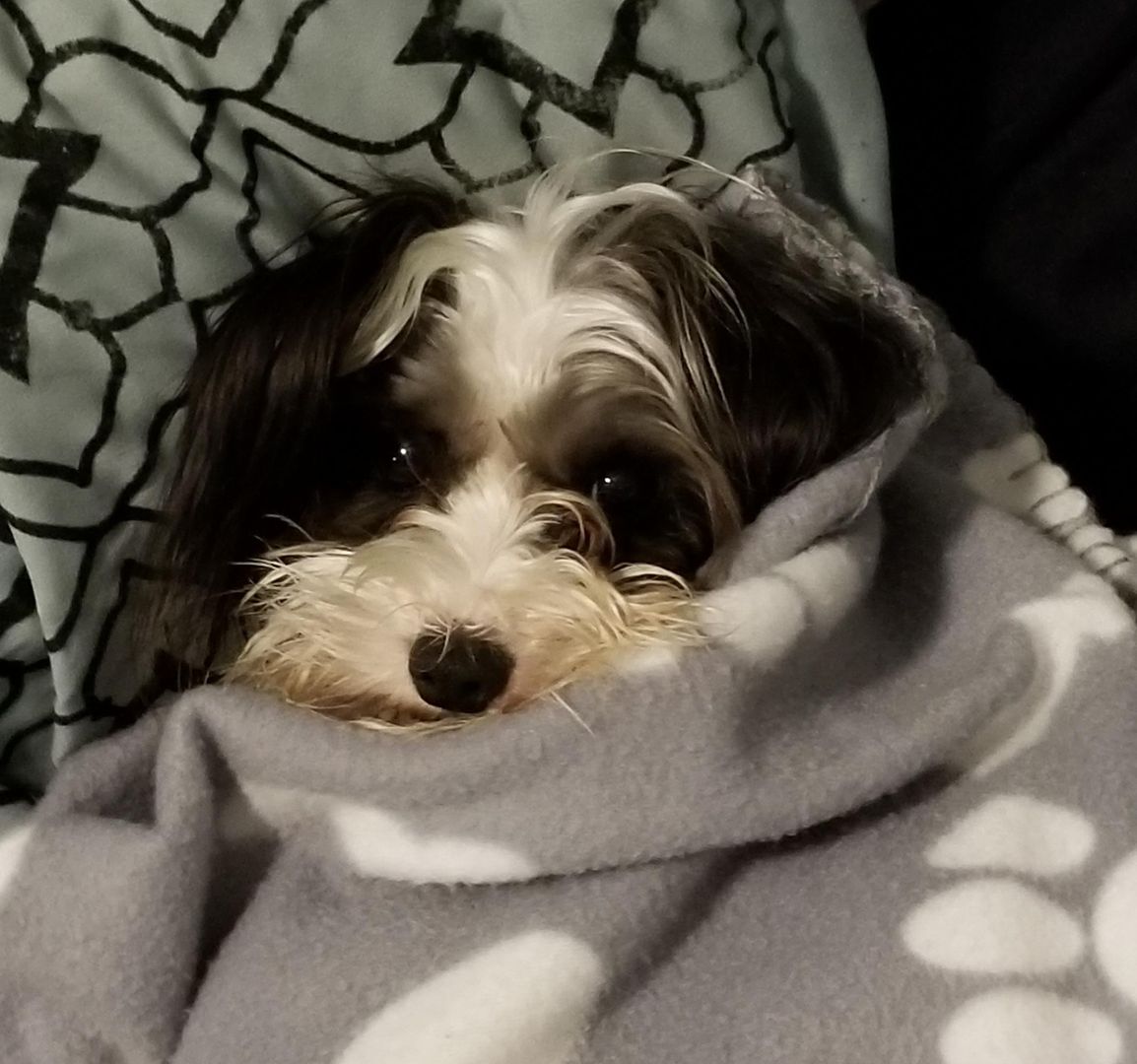 Snoopy thinks it's tarting to get cold outside.