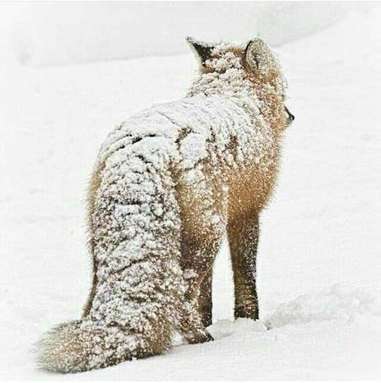 Snow-covered fox