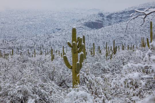 Snow in the Sonoran Desert, Arizona (Photo: @azIllustrated) [1200x799]