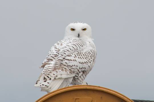 Snowy Owl in the Arctic Ocean (landed on our ship)