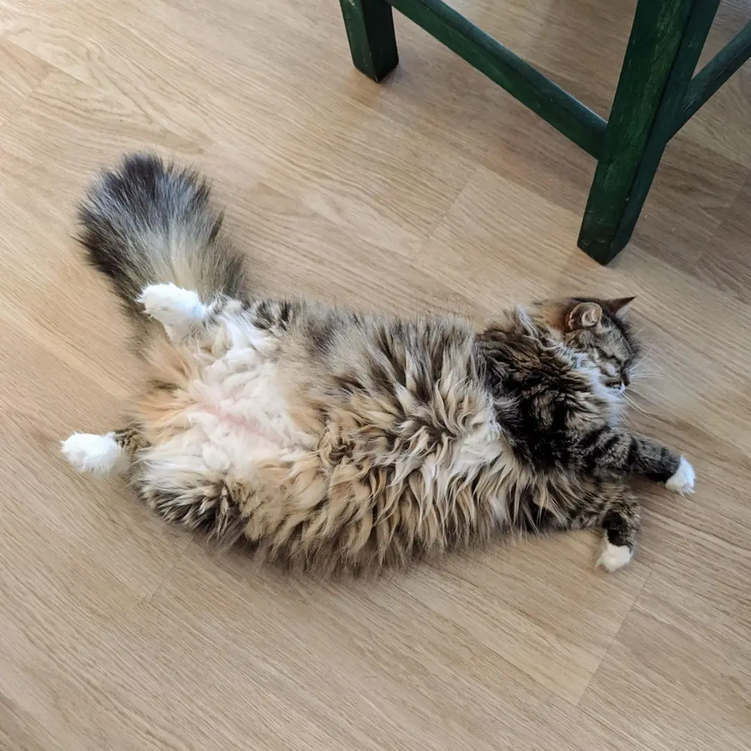 So this is how Brown Cat sleeps when she's hot | Scrolller