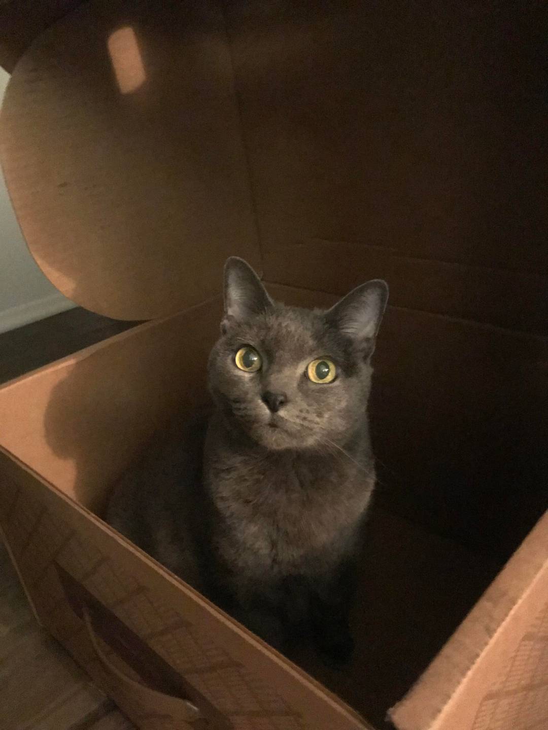 SoccerTheCat in box