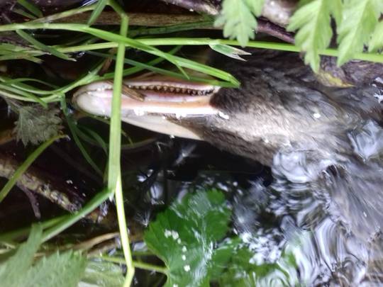 Some geese have teeth
