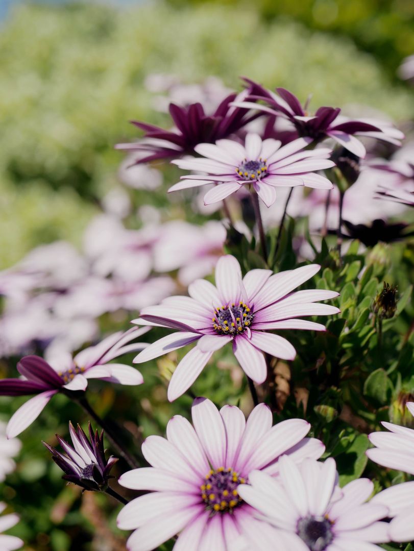 Some lil' flowers. 😌🌸😌🌸