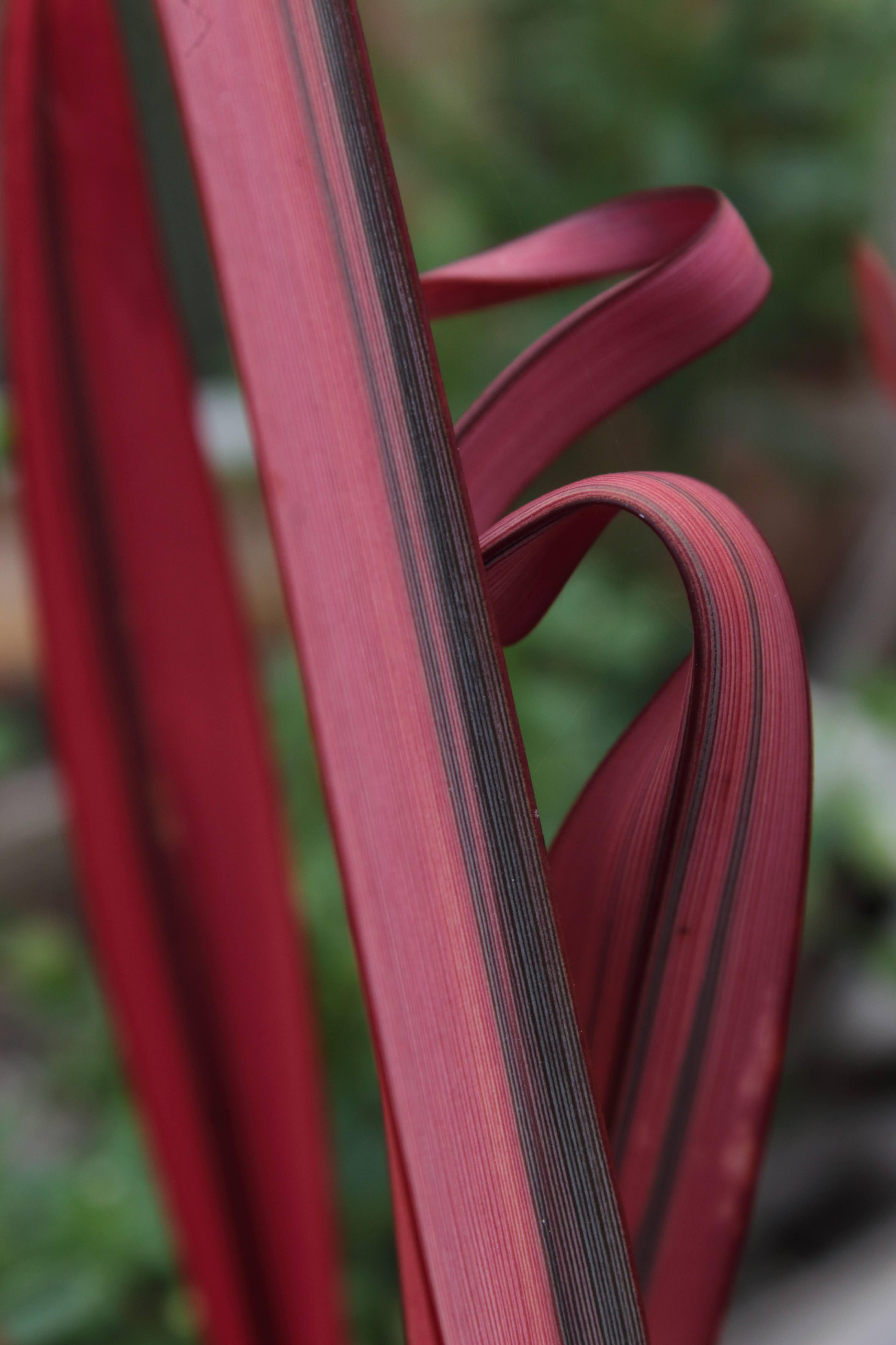 Some weirdly growing red harakeke in Otago [OC] | Scrolller