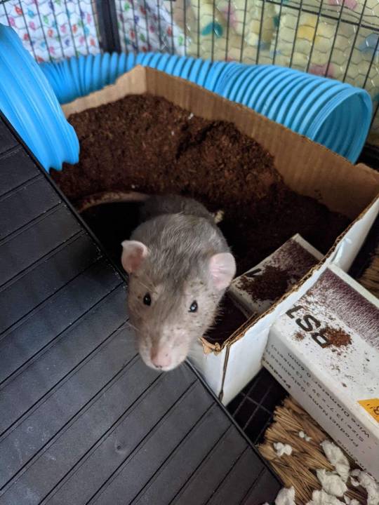 Someone is having fun in their dig box :)