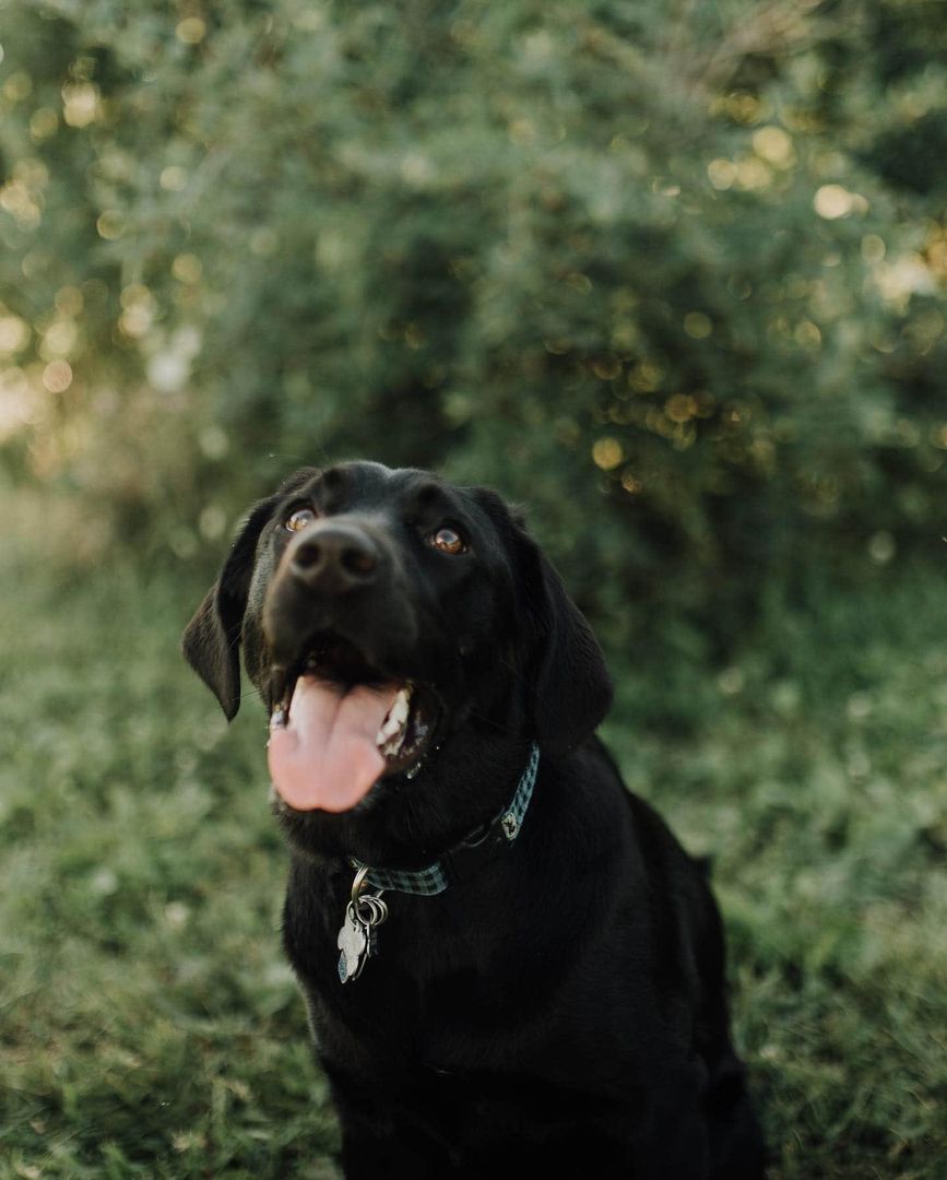 Someone is one! Happy birthday, Vesper!