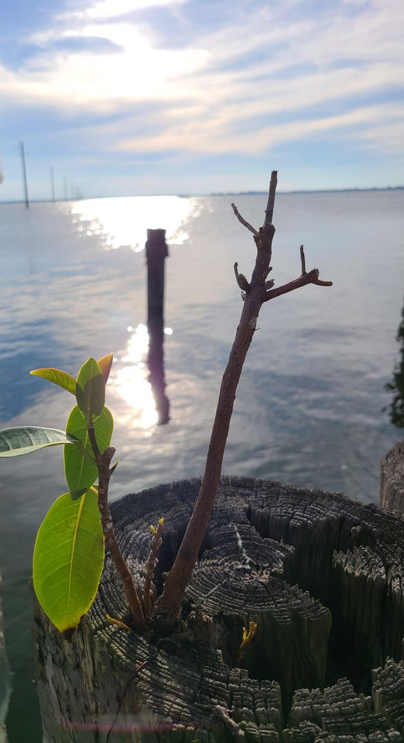 "Something about life and new beginning"