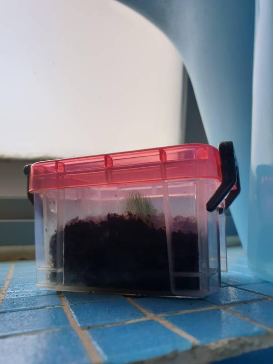 Somethings growing in my small fern spore container and I don't think it's the spores....