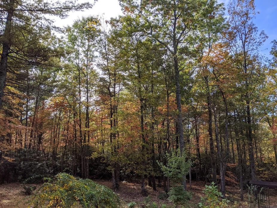 Southern Appalachian Fall colors from my front deck (taken yesterday).