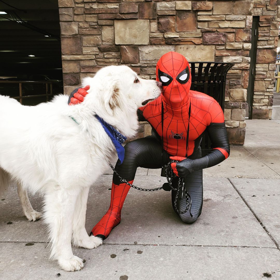 Spirit met Spiderman today. Cue concerned facial expression.