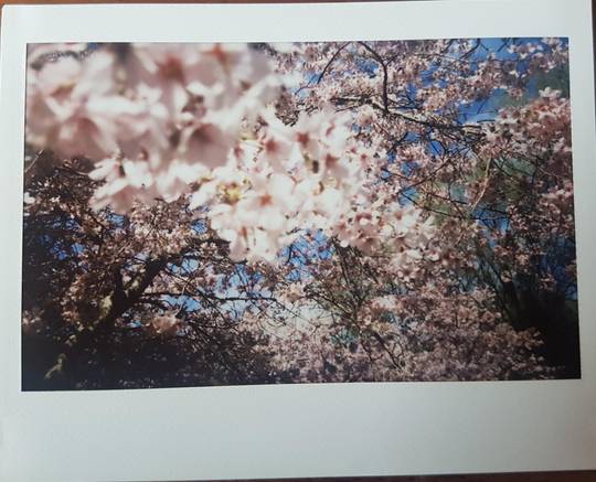 Spring is well and truly here - Wellington NZ