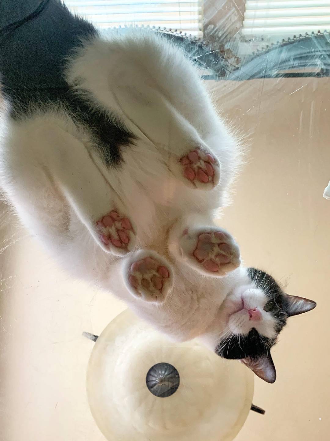Squished beans