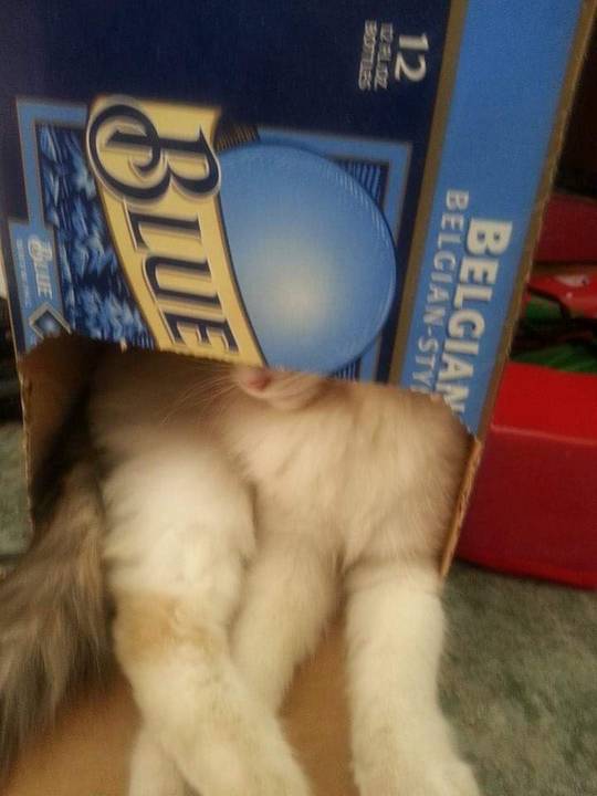 Squished in the beer box