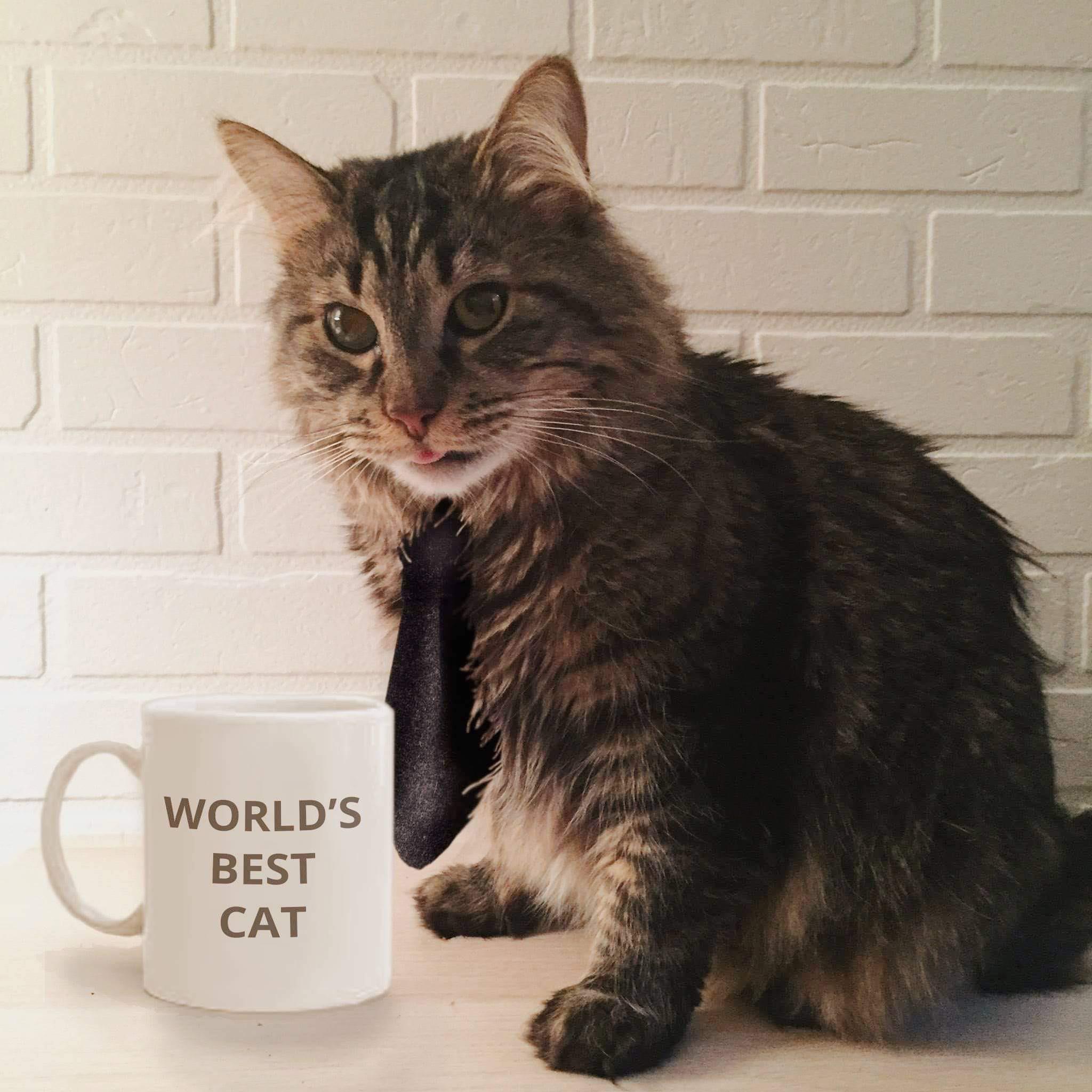 Steve’s Halloween costume this year: Steve Cat-rell | Scrolller