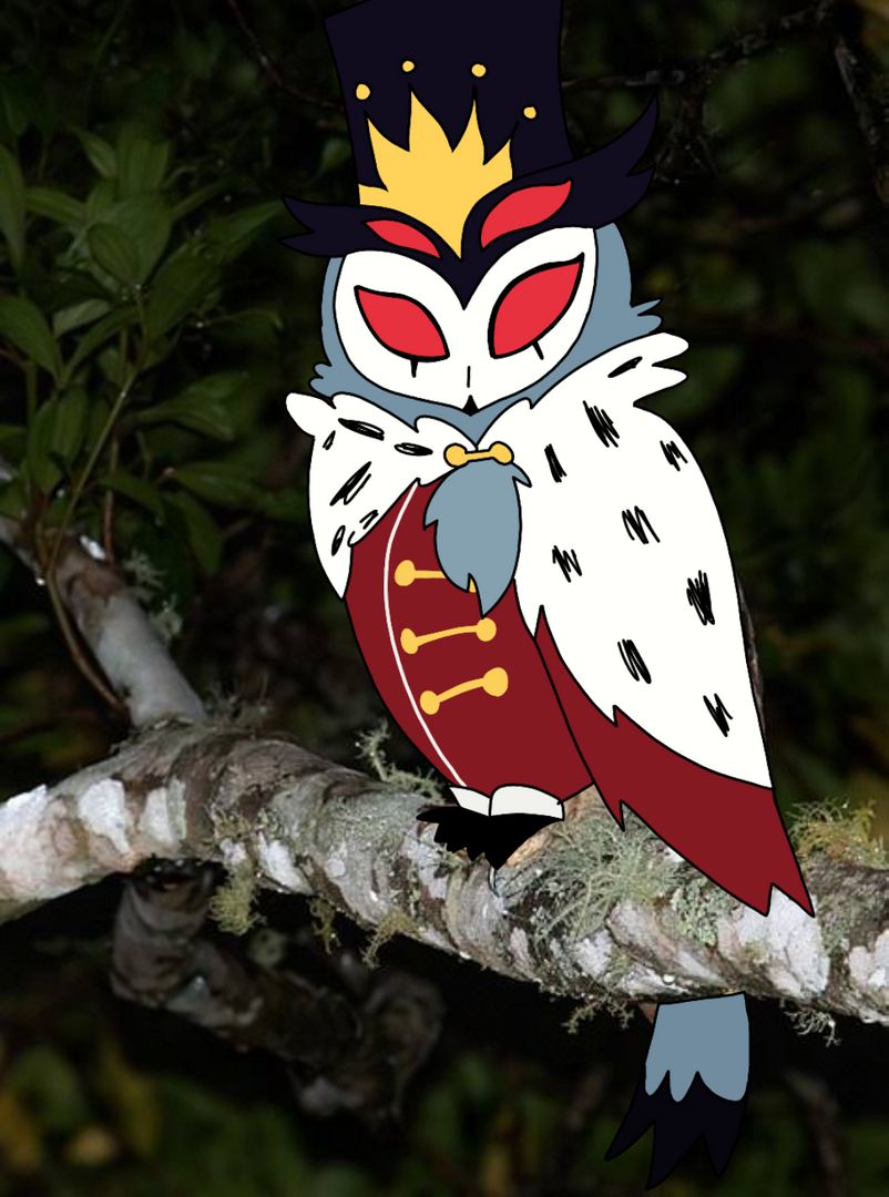 Stolas in an owl picture from google
