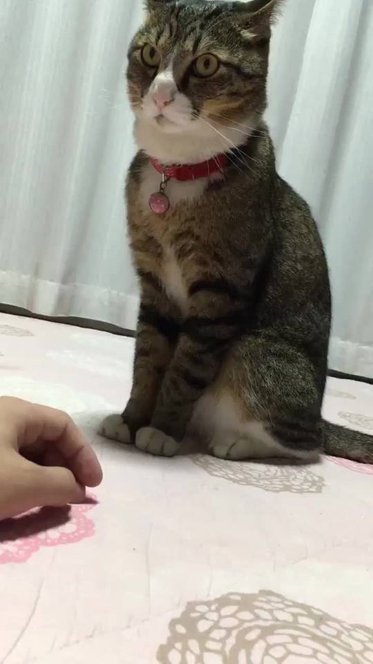 Stop. I said STOP, human !