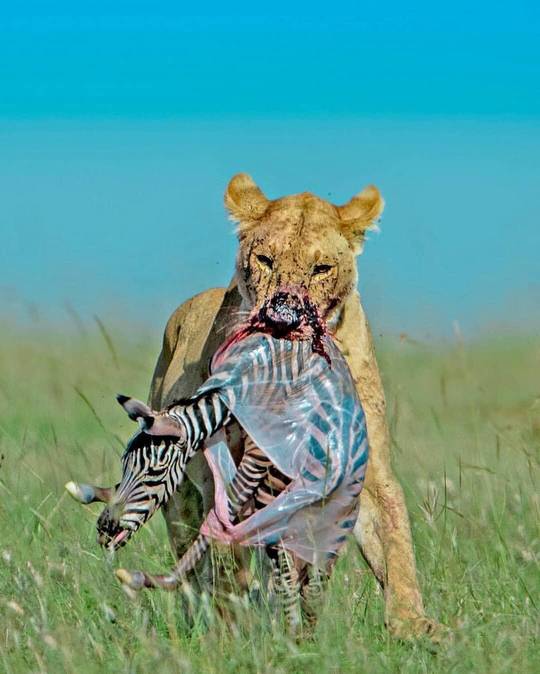 Straight out of the uterus