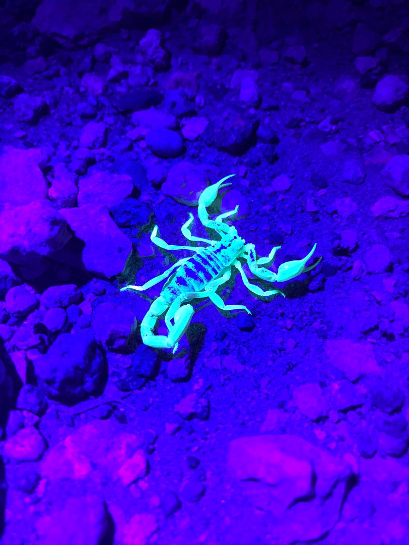 Striped Bark Scorpion, Big Bend National Park