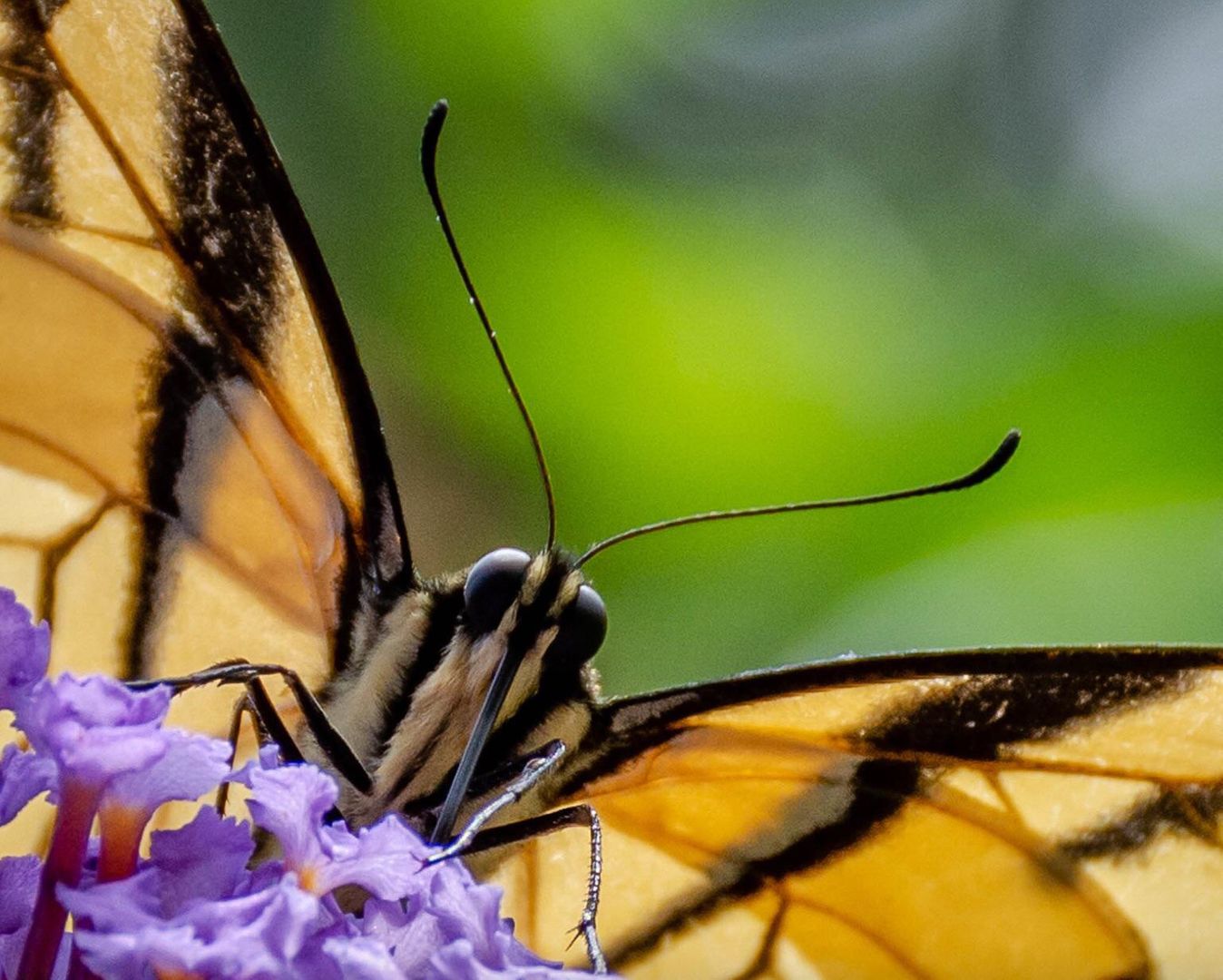 Swallowtail staring contest