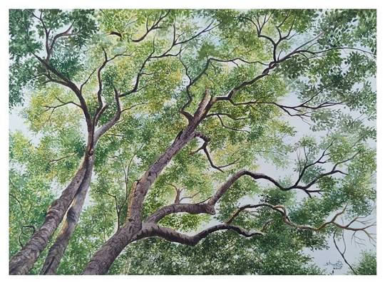 Sycamore tree canopy painting