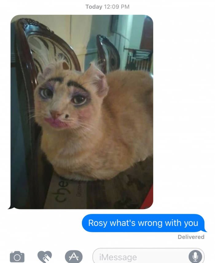 Sydney Coles cat doppelganger?