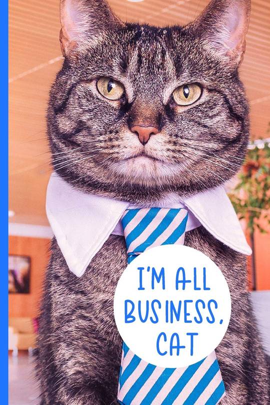 Tabby cat dressed in a tie!