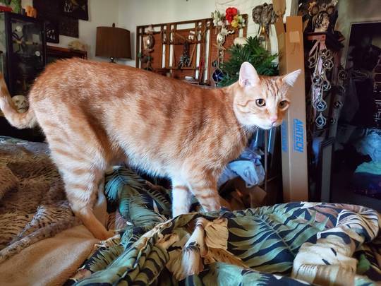 Tall leggy ginger