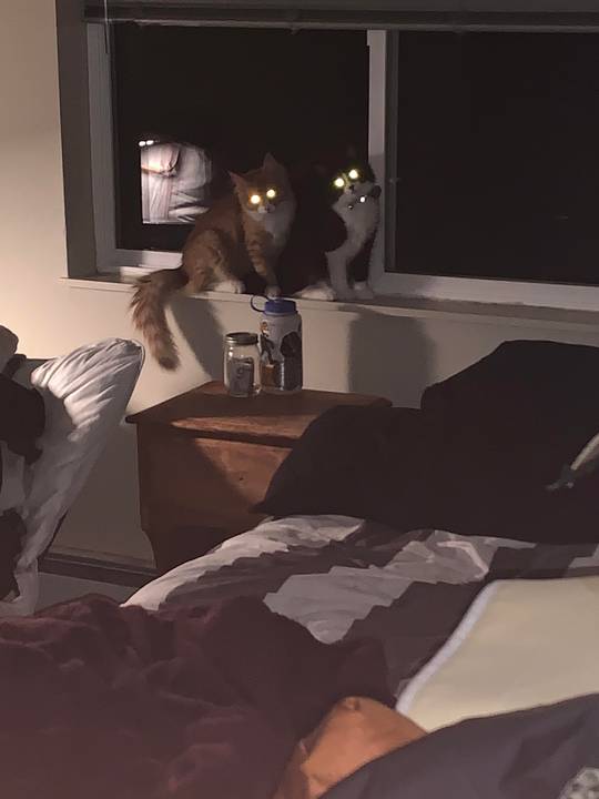Target acquired. Give us the treats human and you will live.