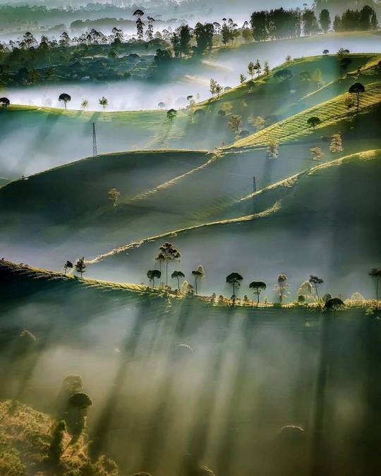Tea estate in Indonesia