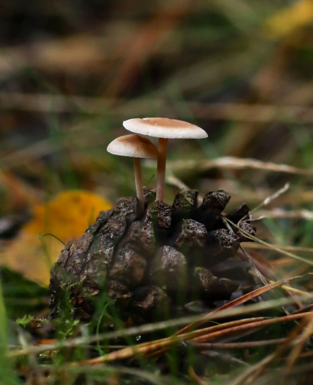 Teeny-tiny mushrooms